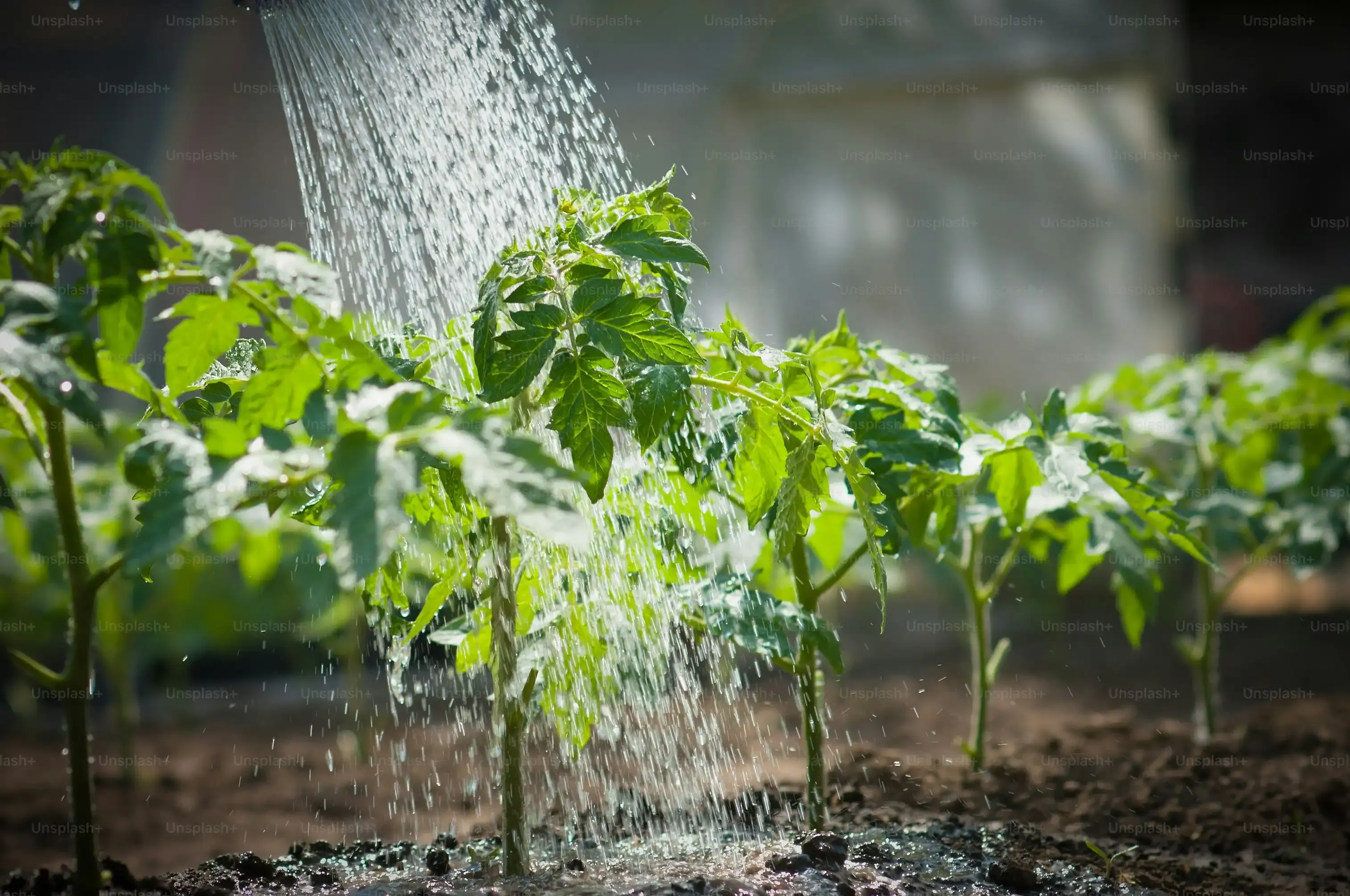 【体験談】水耕栽培の初心者向け野菜セット、これであなたも緑のある生活