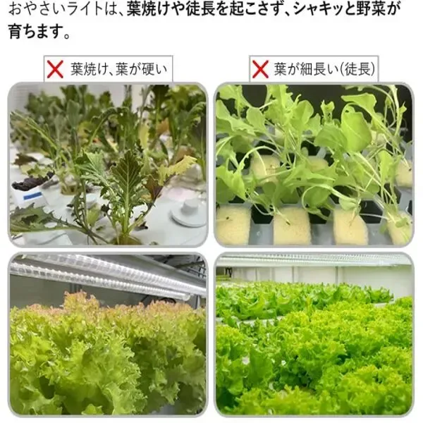 【実例】水耕栽培の電気代、どれくらい変わる？