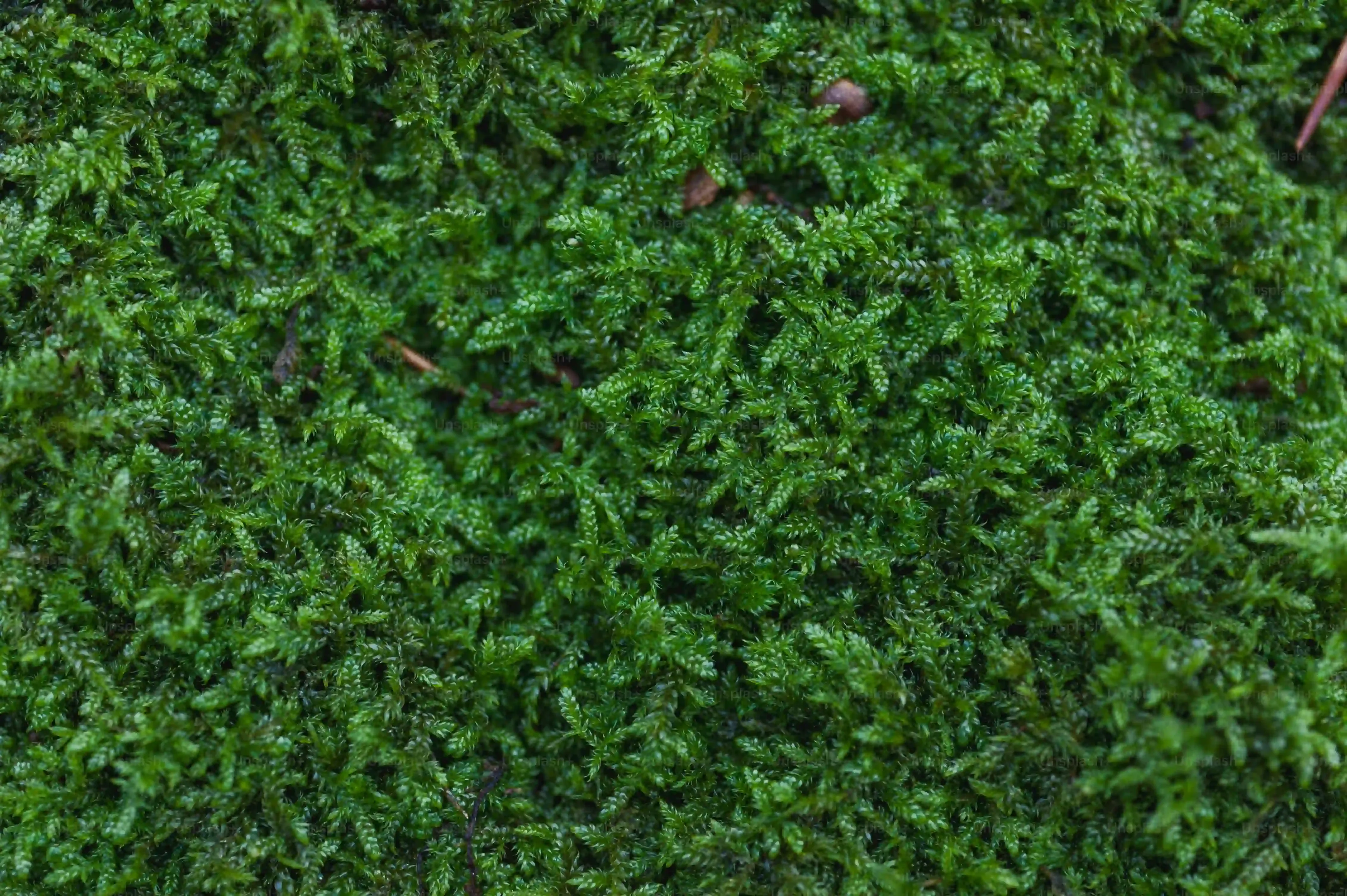あなたの庭にぴったりの芝生の種類と特徴の見つけ方