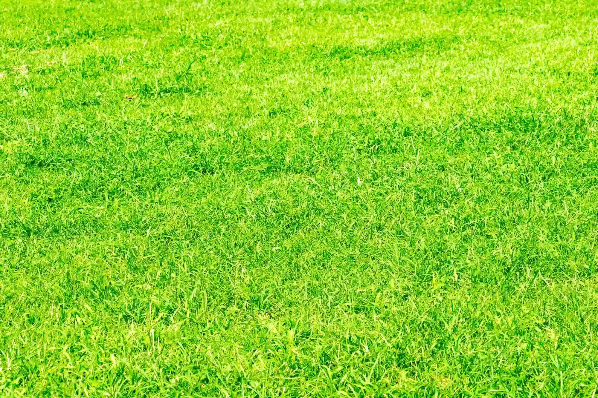 すべての芝生に共通する手入れの基本