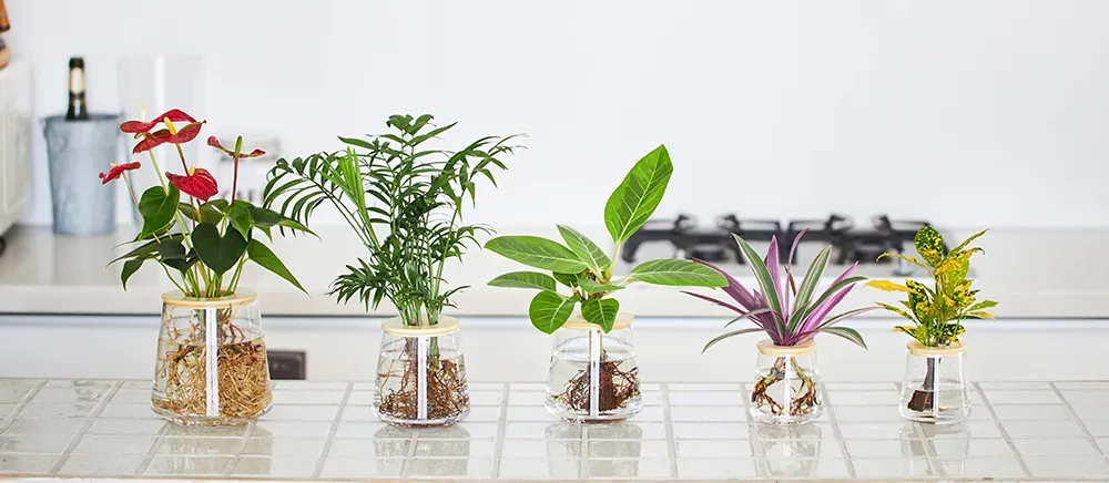 ちょっと挑戦？水耕栽培の植物選びでもっと楽しむ