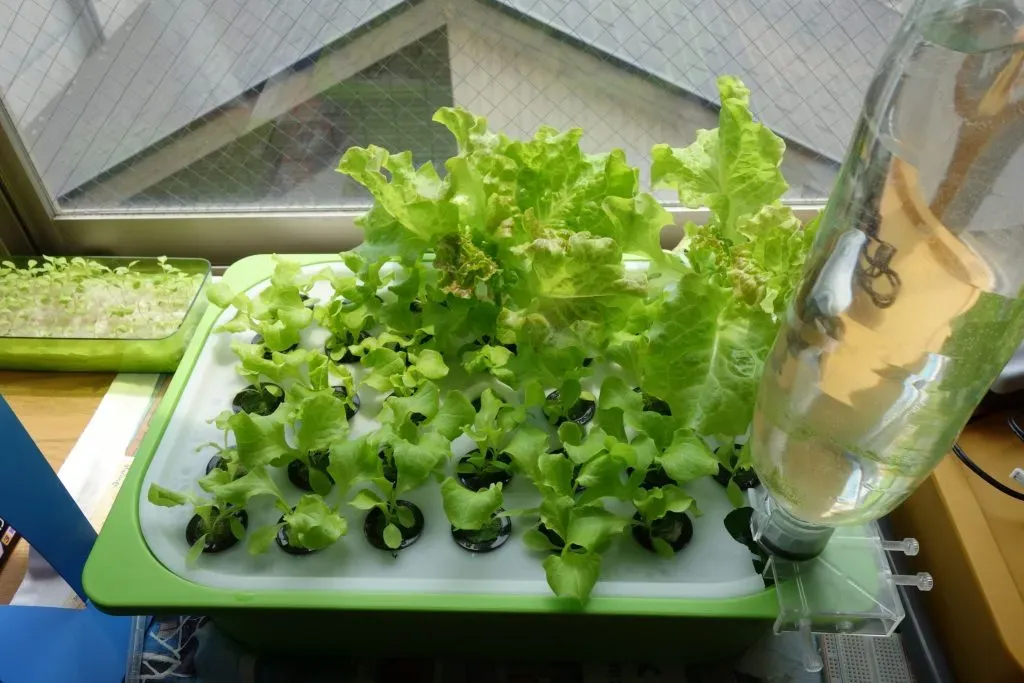 なぜ今、水耕栽培のDIYプロジェクトなのか？