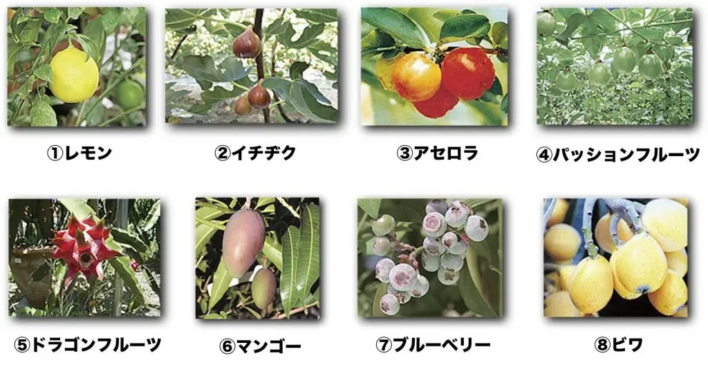 なぜ今、自宅で果樹を育てるのか？