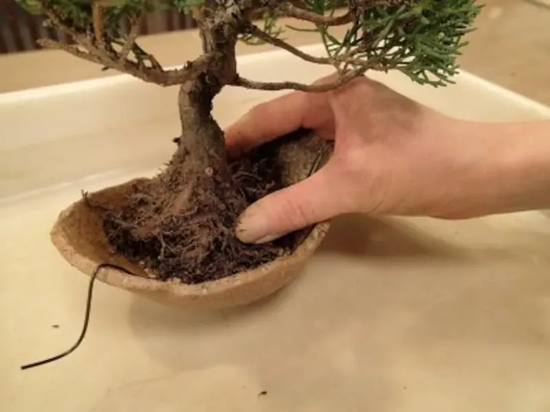 なぜ重要？盆栽の植え替え時期を理解する