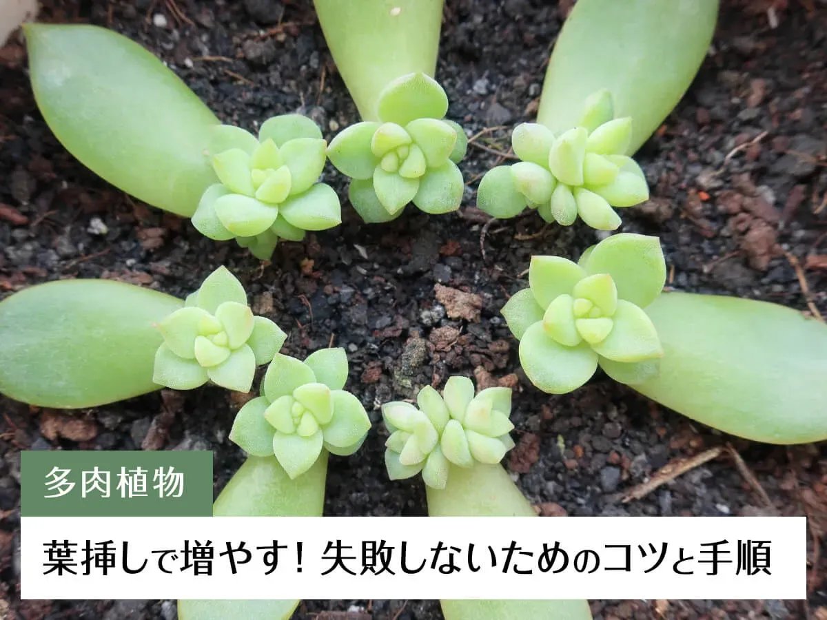 ぷっくり葉っぱを増やす！葉挿しの基本と多肉植物の葉っぱのケア