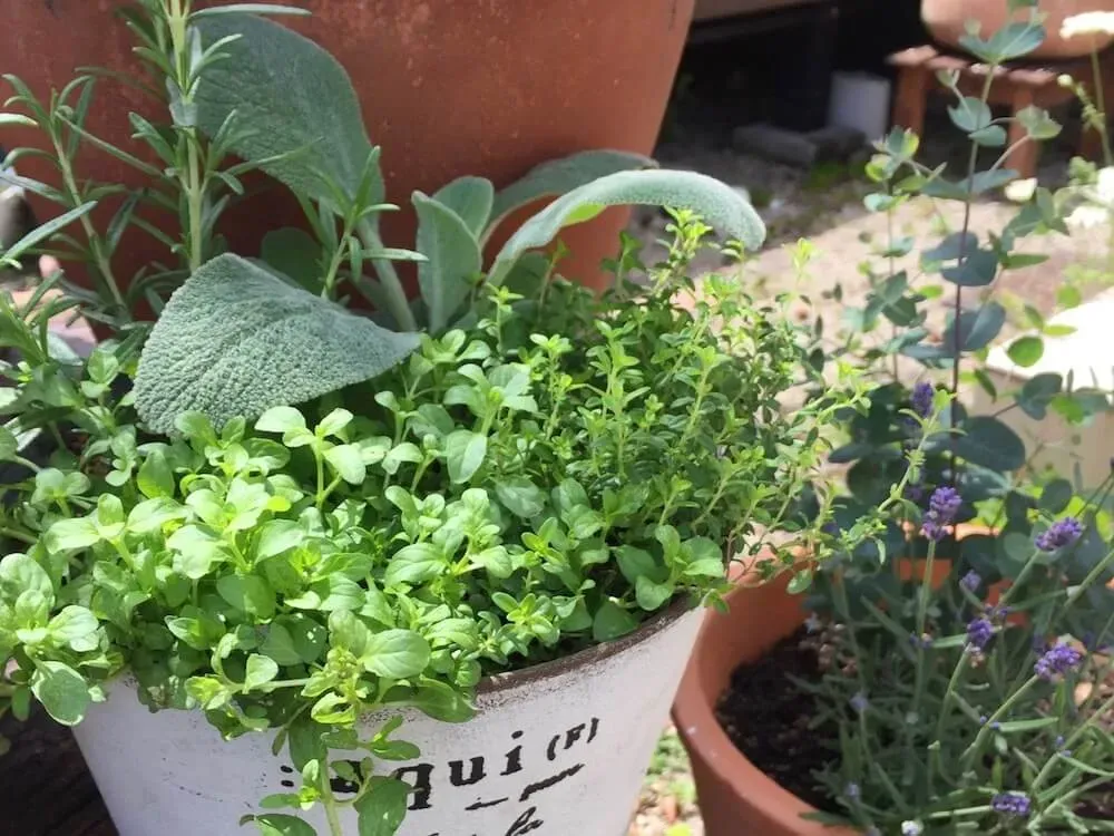 ハーブの寄せ植えアイデアに関するよくある質問
