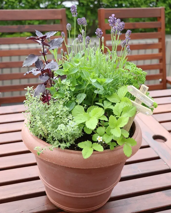 ハーブの寄せ植えアイデア：始める前に知っておくべきこと