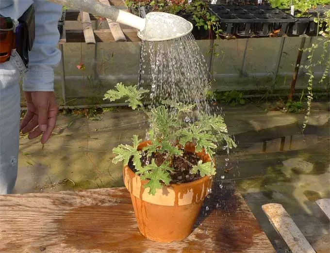 ハーブの水やり頻度、なんでそんなに難しいの？