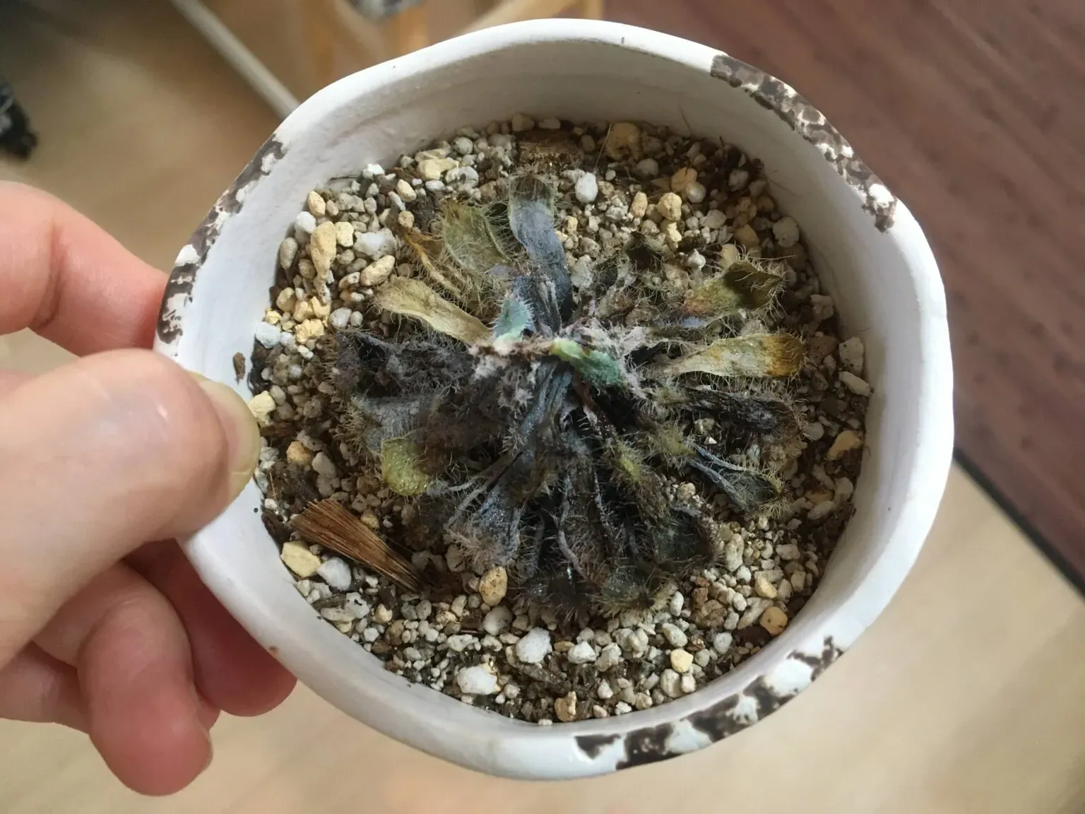 光と風、多肉植物の枯れる原因になりうる環境要因