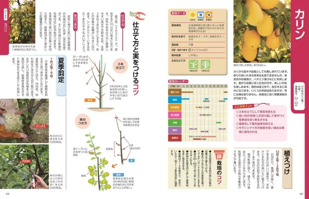 具体的な果樹の成長記録のコツ：いつ、何を記録する？