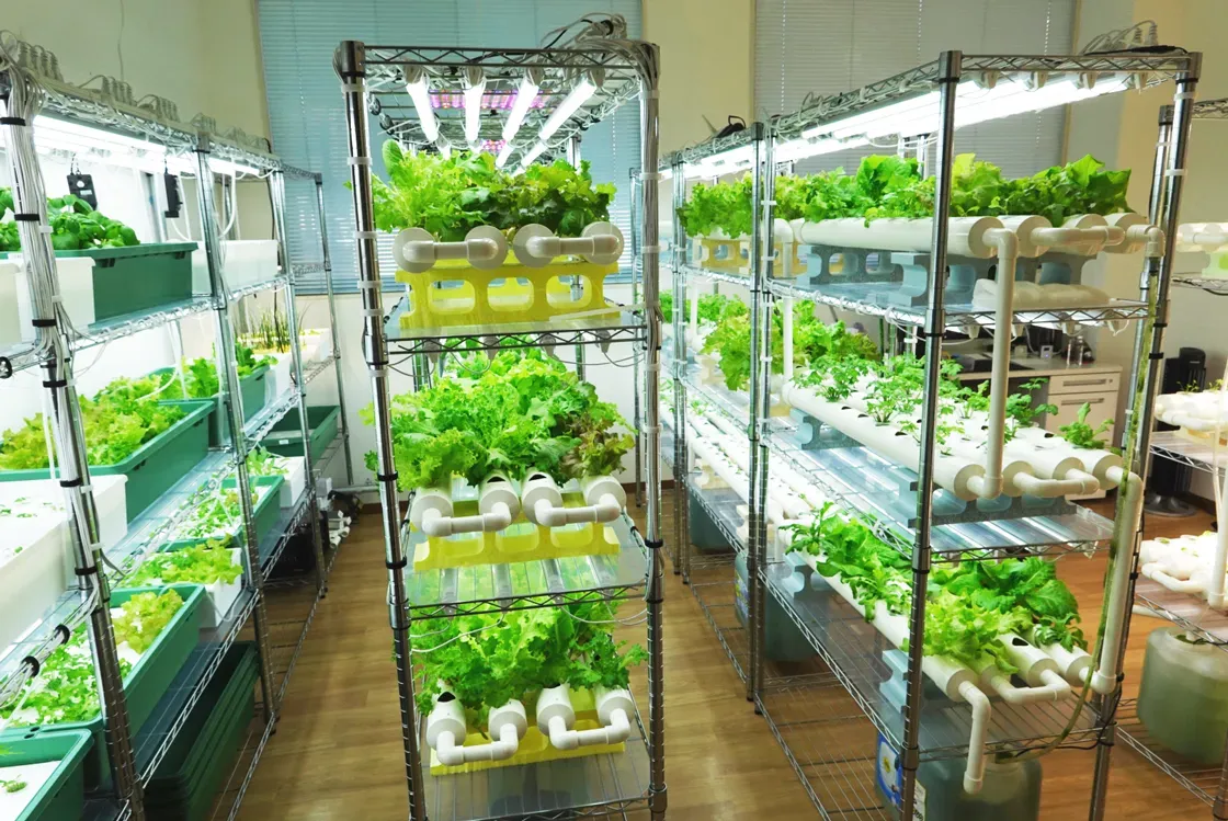 初心者さん必見！水耕栽培で育てやすい野菜たち