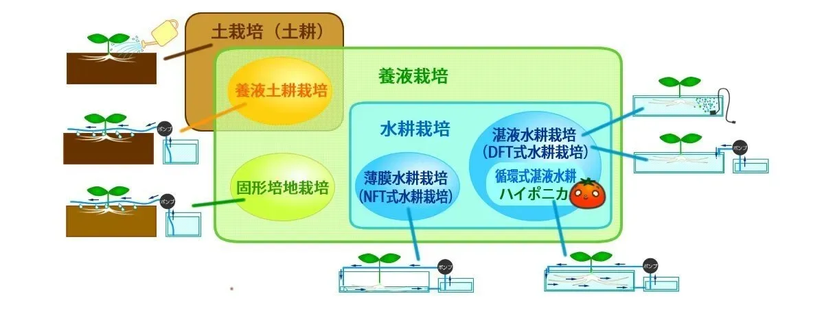 初期費用や手軽さも気になる！家庭での水耕栽培と土耕栽培の比較