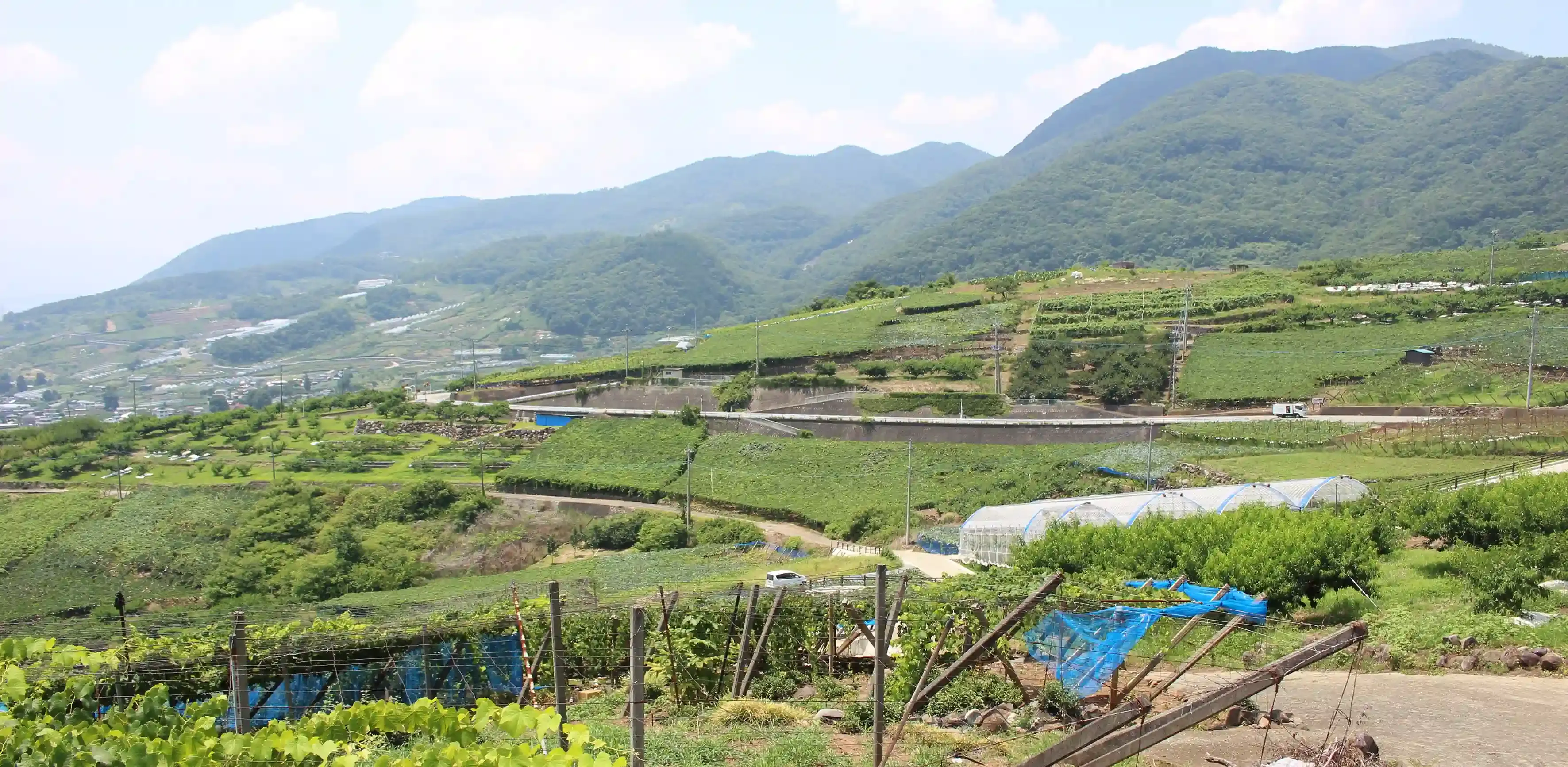 地域色豊かな果樹栽培の文化