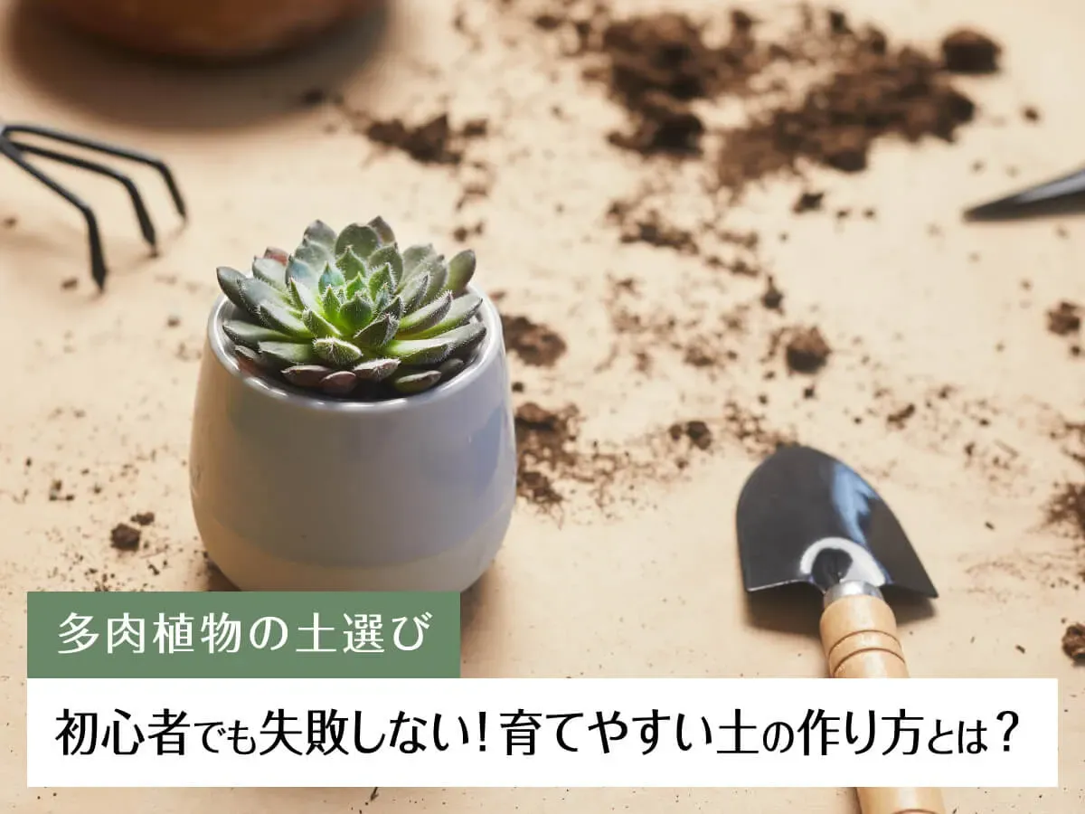 多肉植物が本当に喜ぶ土壌の条件とは