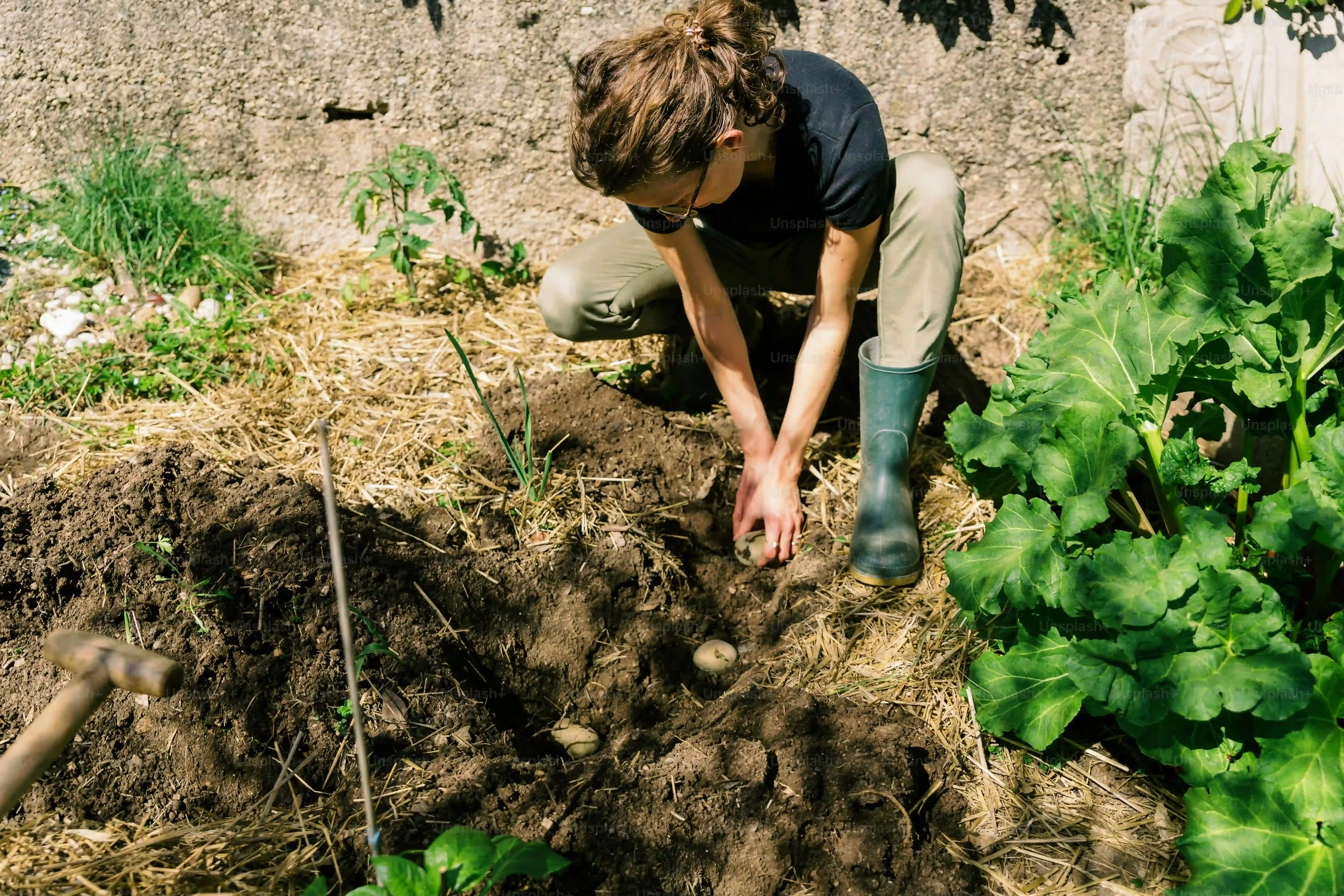 多肉植物の土壌選び、なぜそんなに大切なの？