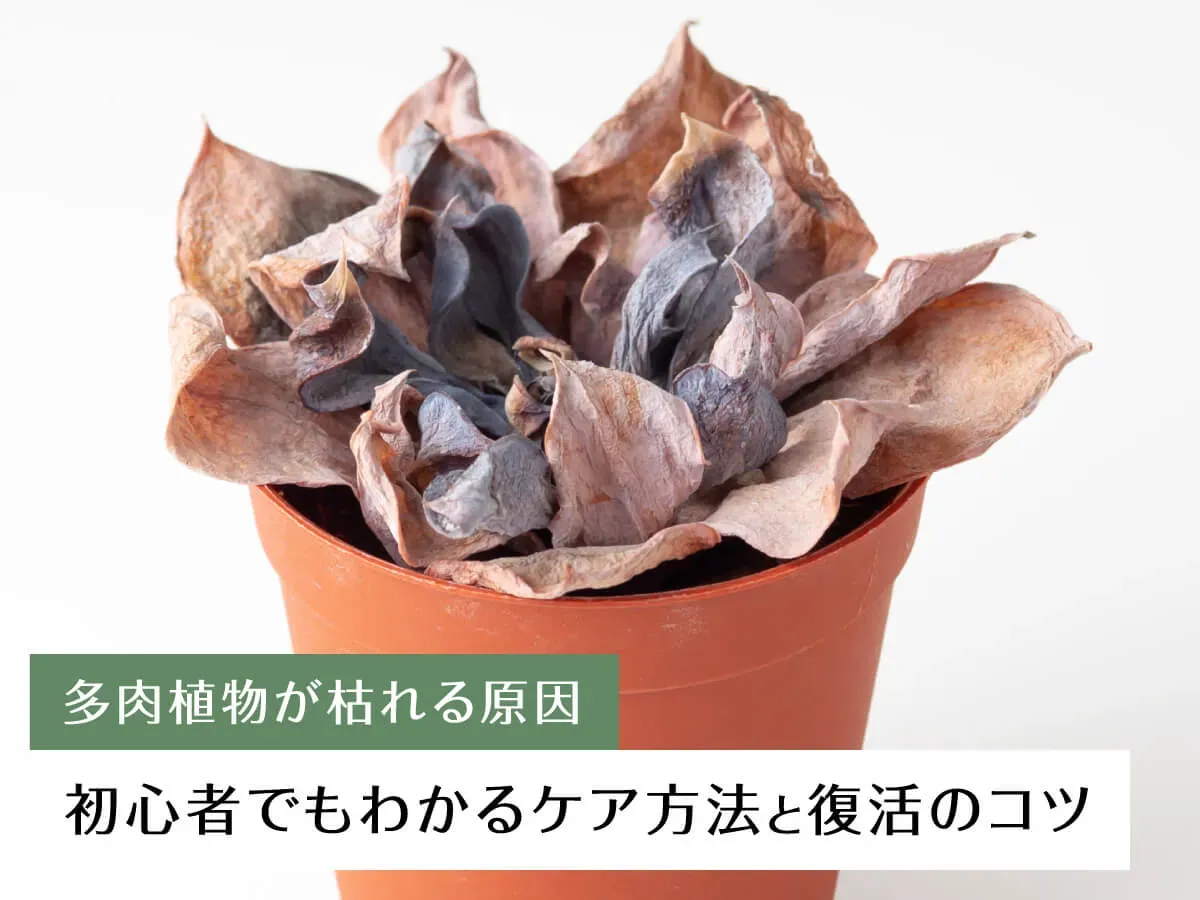 多肉植物の枯れる原因？見逃せない病気と害虫
