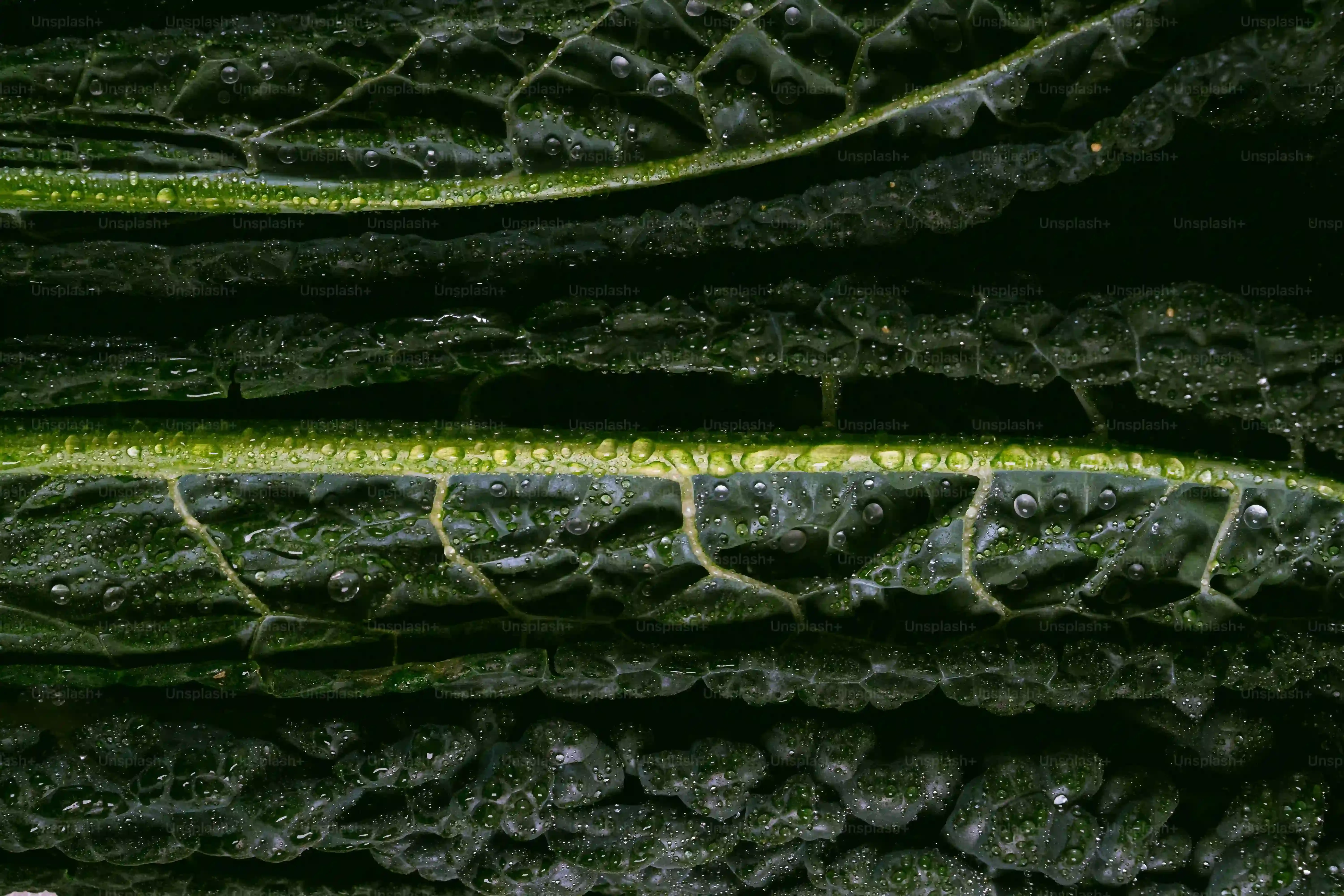 多肉植物の種類と特徴別：失敗しない育て方のポイント