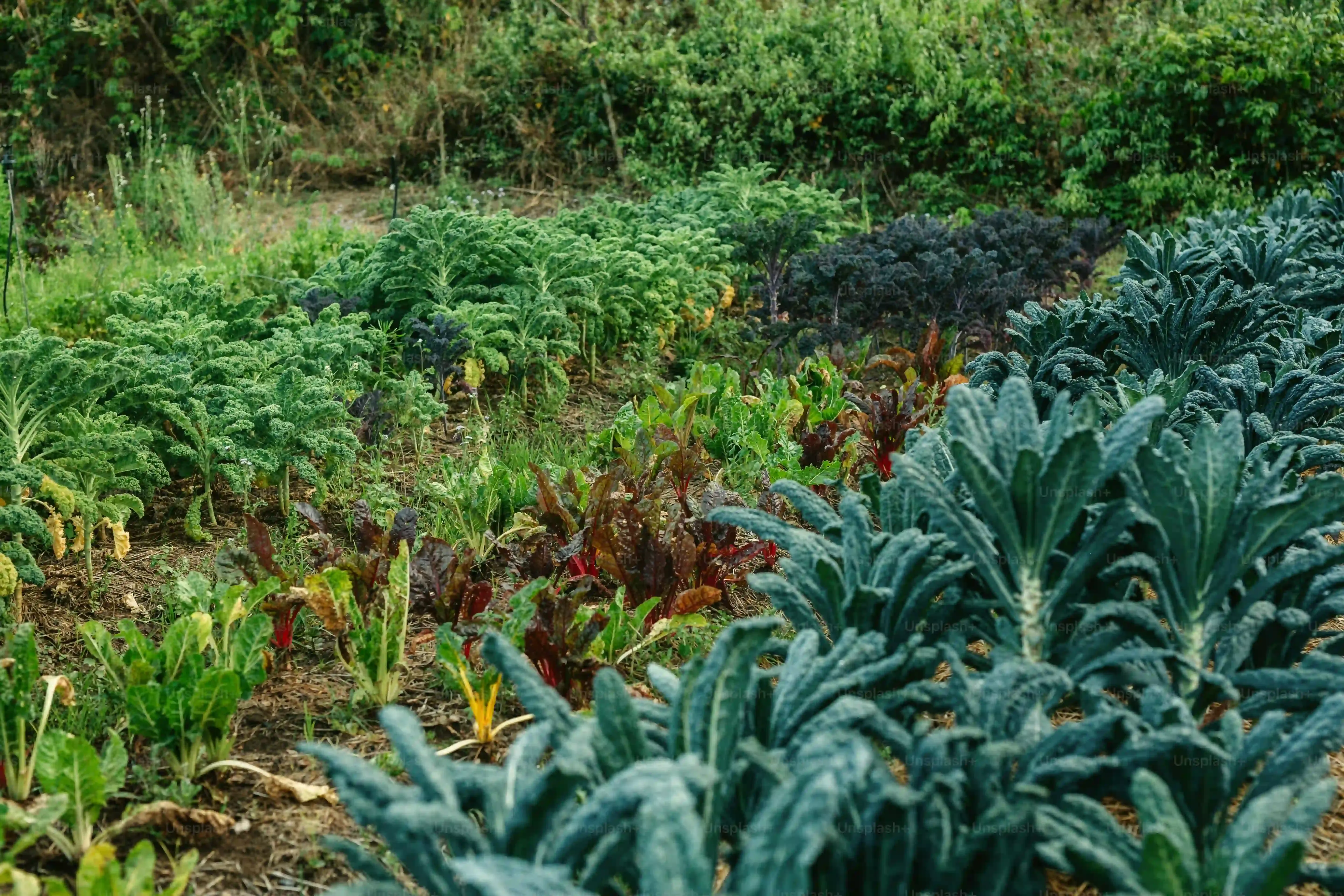 多肉植物の肥料選びで失敗しない！具体的な種類と特徴