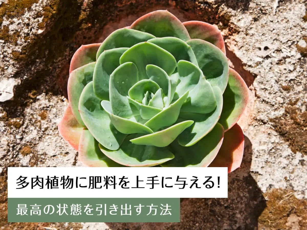 多肉植物の肥料選びの基本ルール  知っておくべきポイント