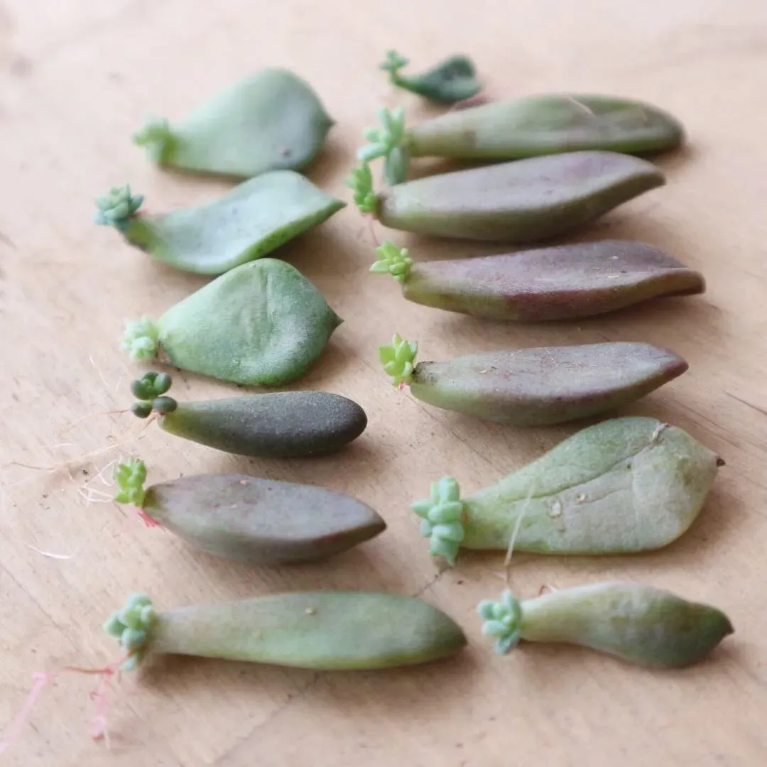 多肉植物の葉っぱのケア、なぜ大切？