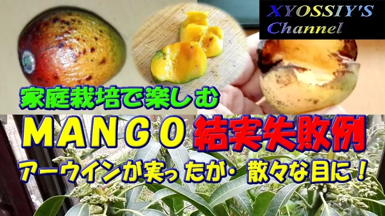 失敗から立ち直る！果樹栽培を成功させるための実践的アドバイス