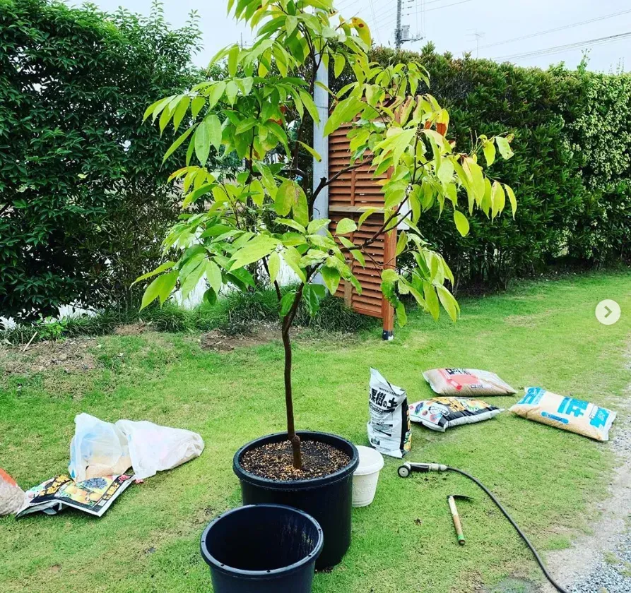 失敗しない！果樹の鉢植え栽培の基本ケア
