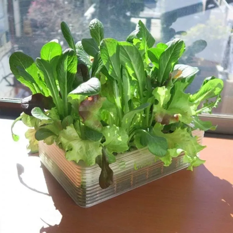 失敗しない！水耕栽培の初心者向け野菜セット選びのポイント