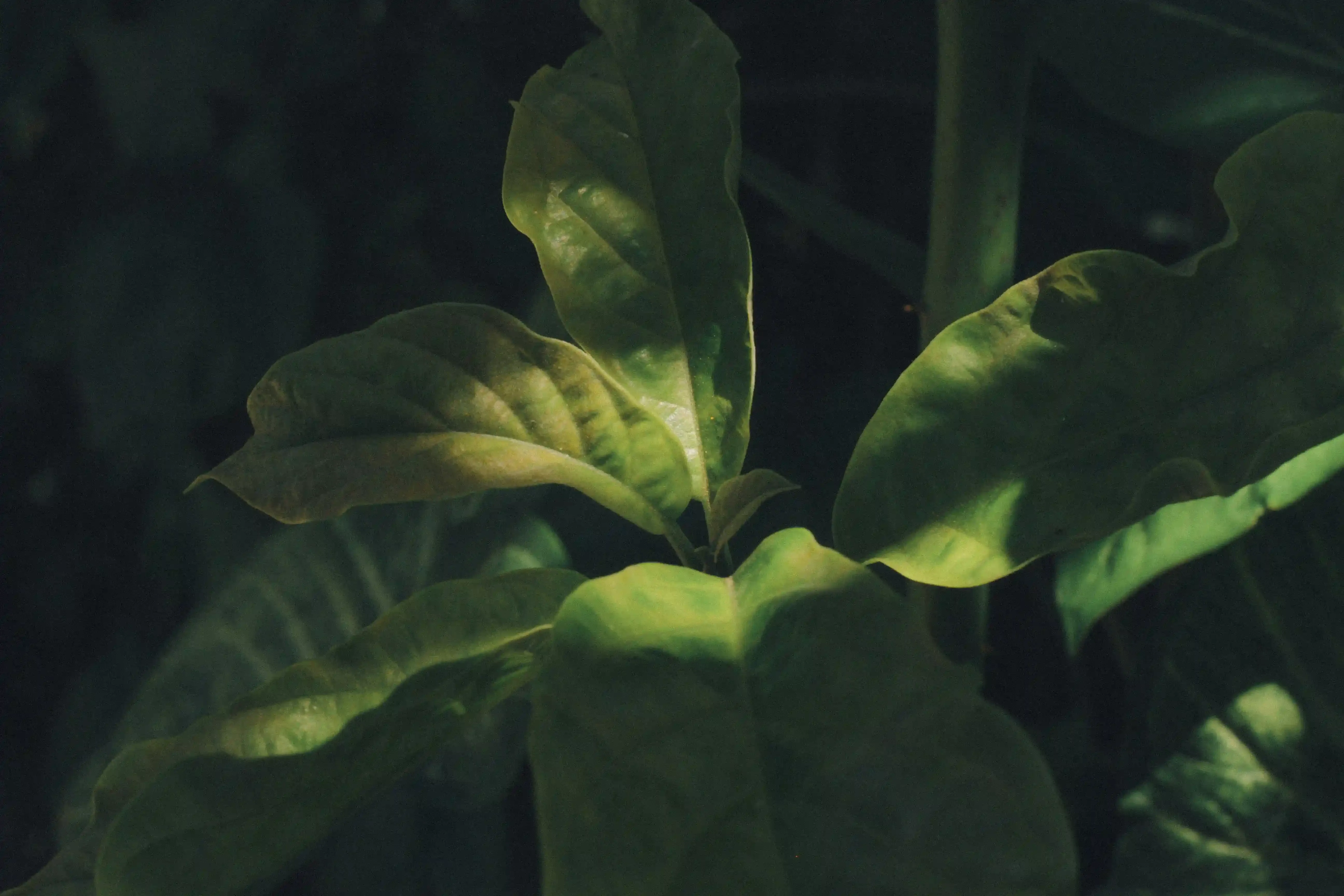 季節ごとの多肉植物の葉っぱのケアと注意点