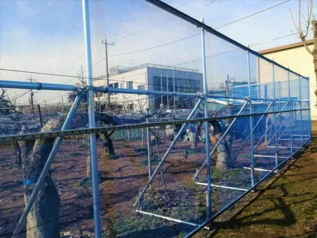 実践！具体的な果樹の防風対策