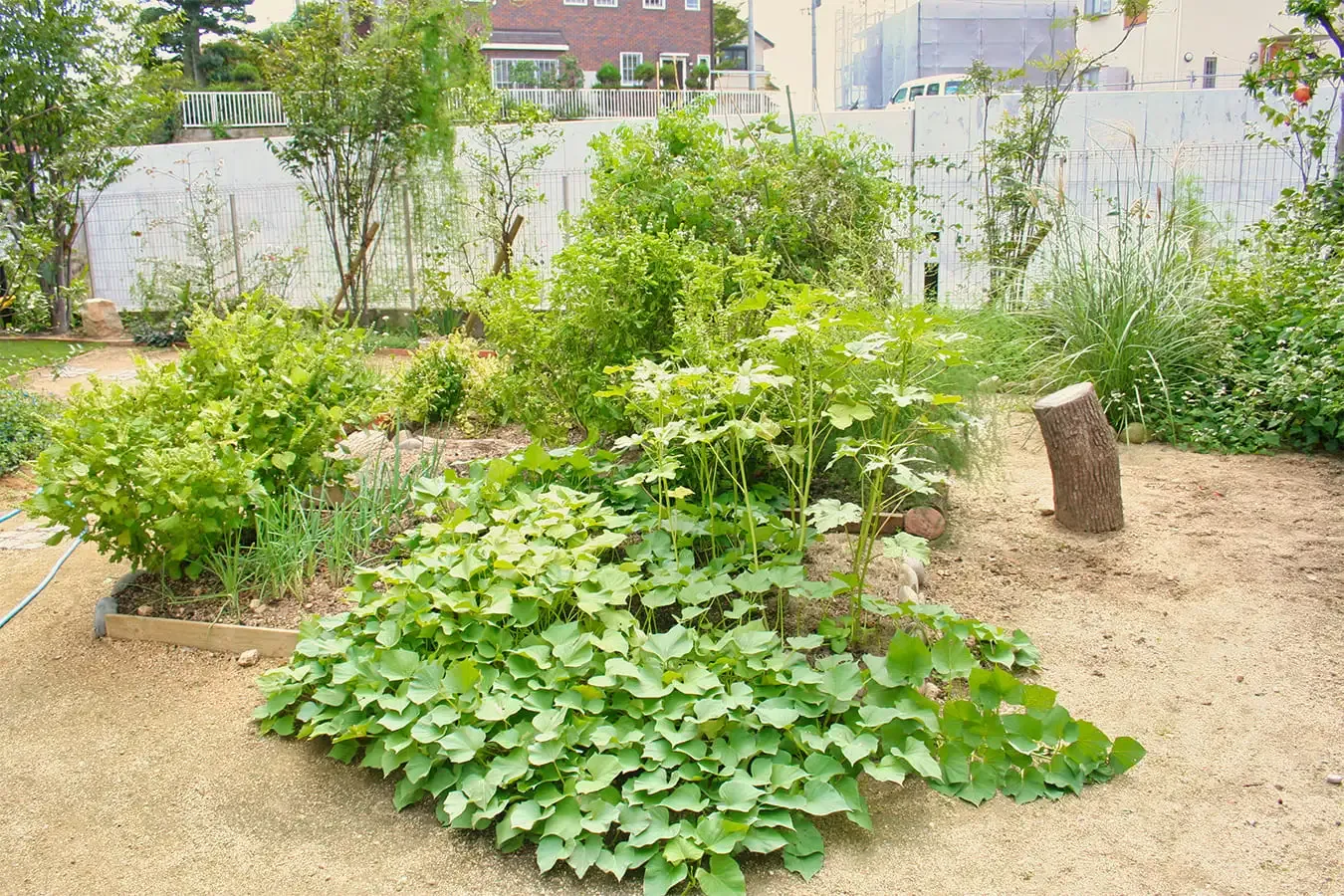 家庭菜園に取り入れたい！おすすめの果樹の種類