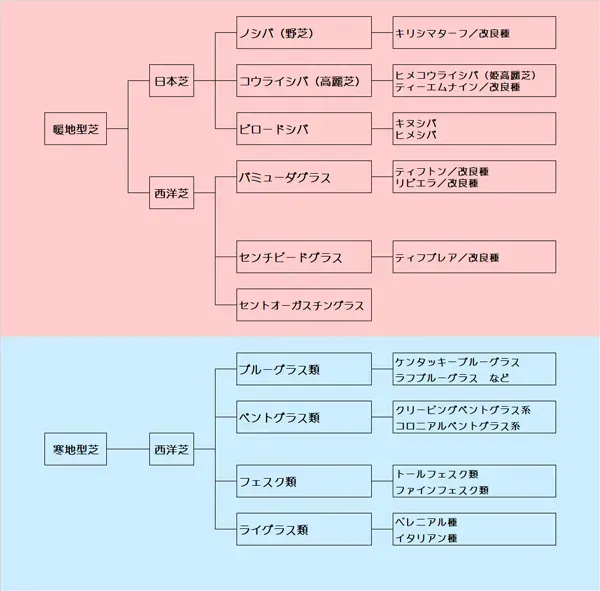 日本芝と西洋芝：芝生の種類と特徴を比較