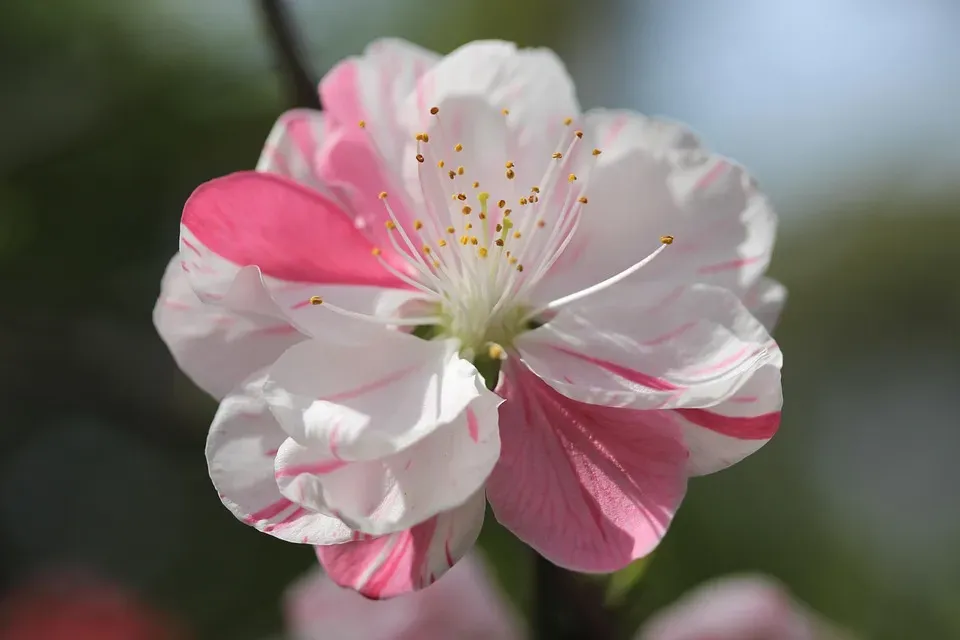 春を告げる果樹の花と観賞価値