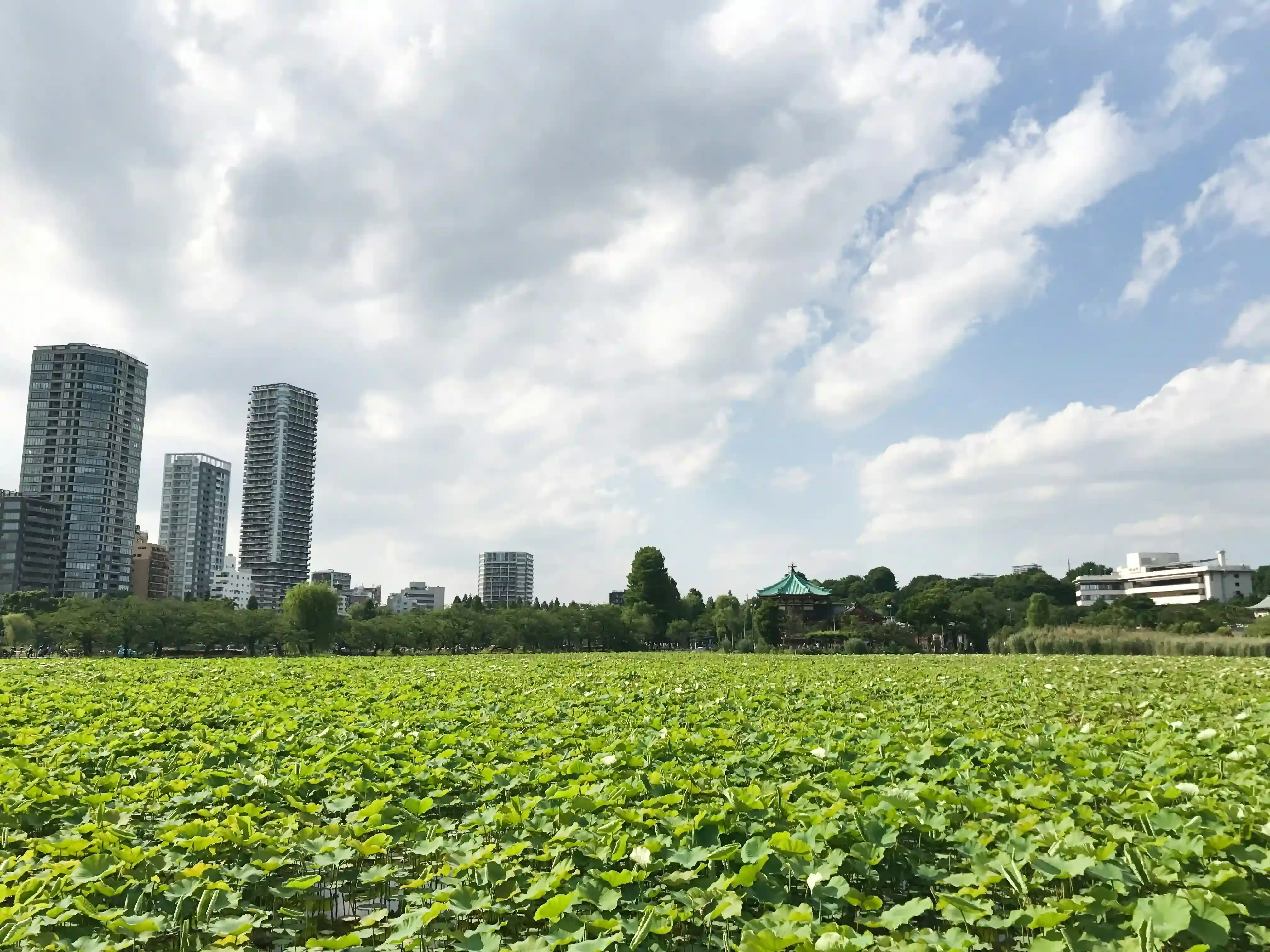 東京でおすすめの水耕栽培キット：タイプ別紹介