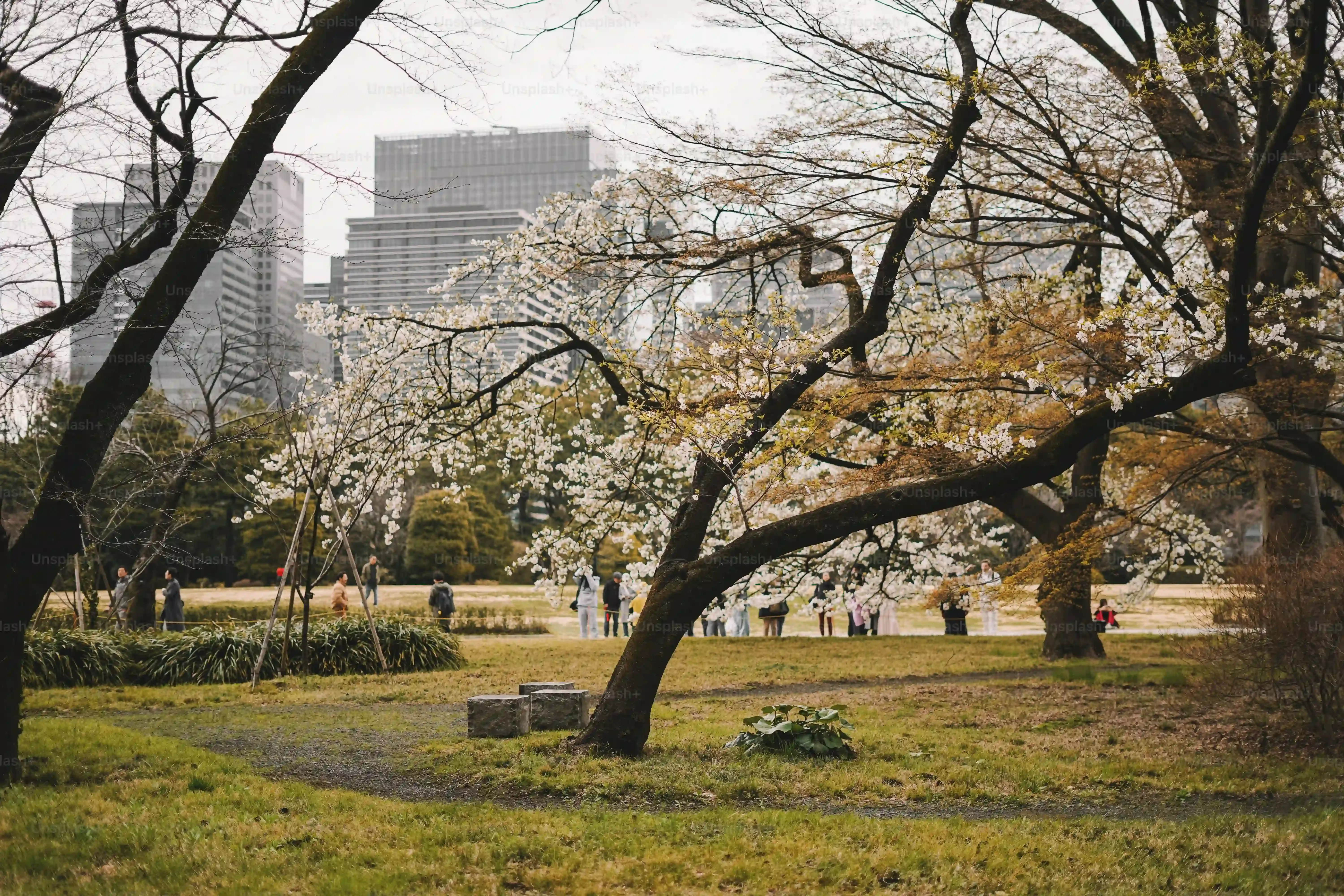 東京で果樹を育てる上での注意点と対策