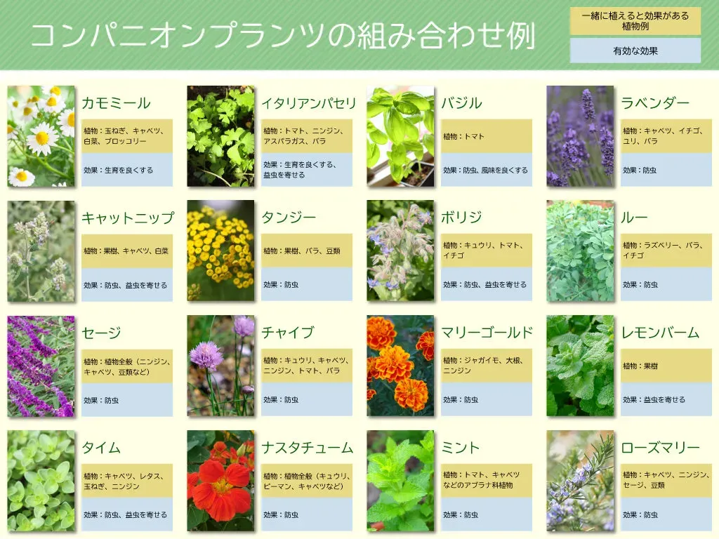 果樹と家庭菜園の組み合わせ：なぜ一緒に育てるのが良い？