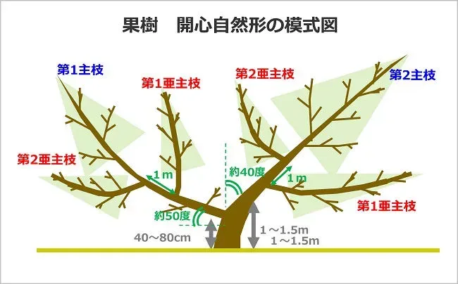 果樹の剪定、なぜ必要？美味しい実への第一歩