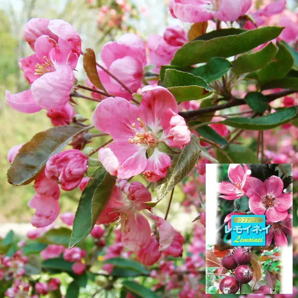 果樹の花の種類の魅力と観賞価値
