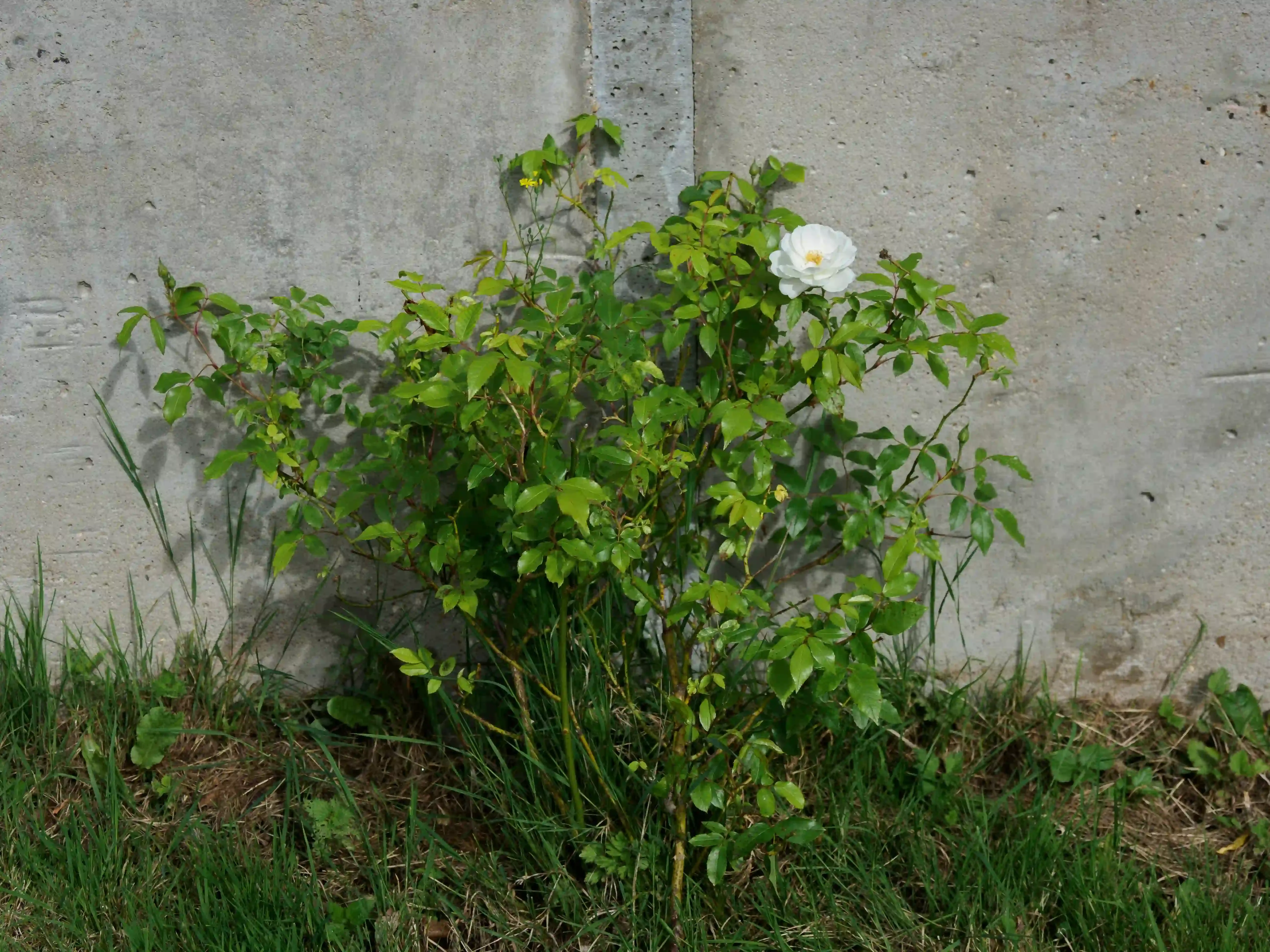 植え替え時期を逃した場合は？リカバリー方法