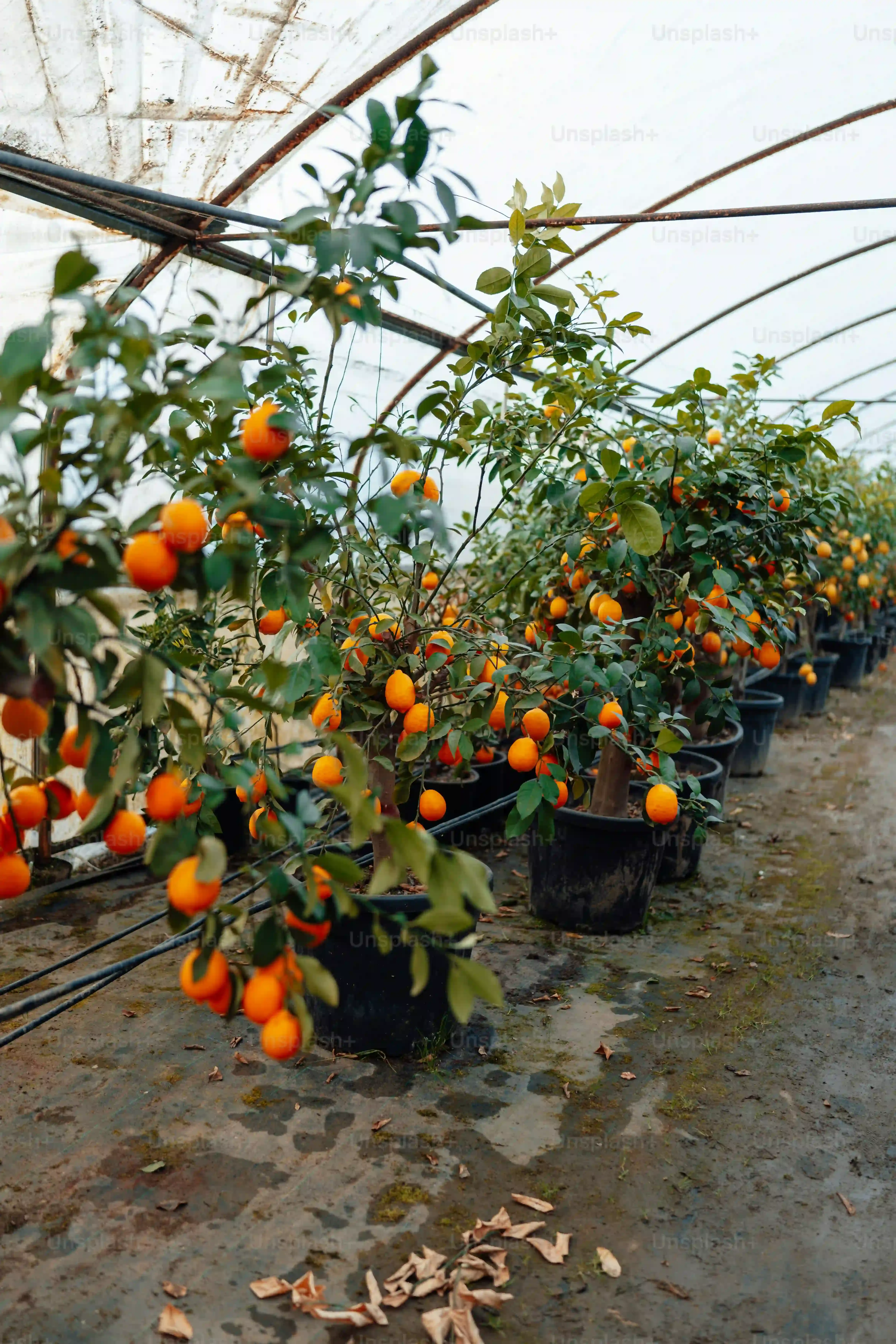 水耕栽培でできる果物って、どんなものがあるの？