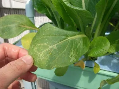 水耕栽培でも病害虫はゼロじゃない現実