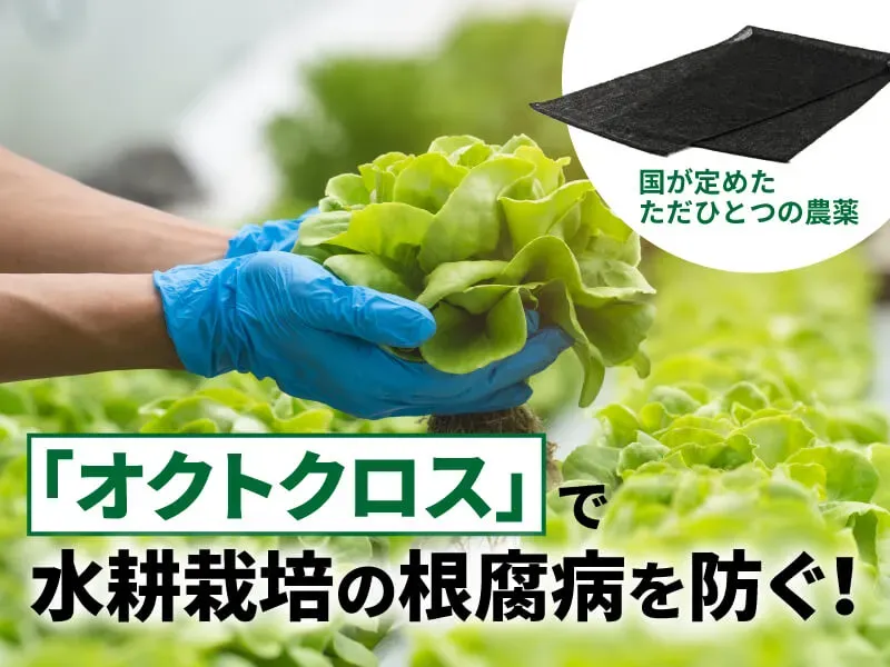 水耕栽培でよく見る病害虫の種類