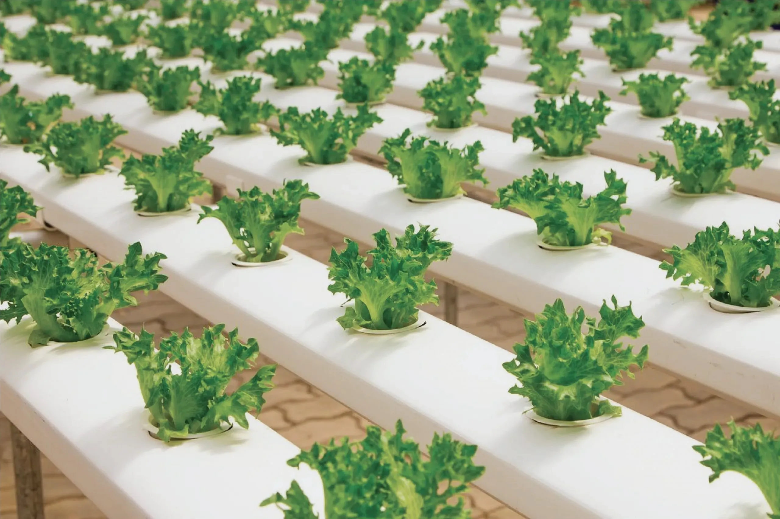 水耕栽培で植物が育つ仕組みって？ 光と栄養の基本