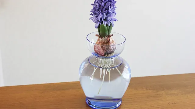 水耕栽培で育てる花とは？基本のキ