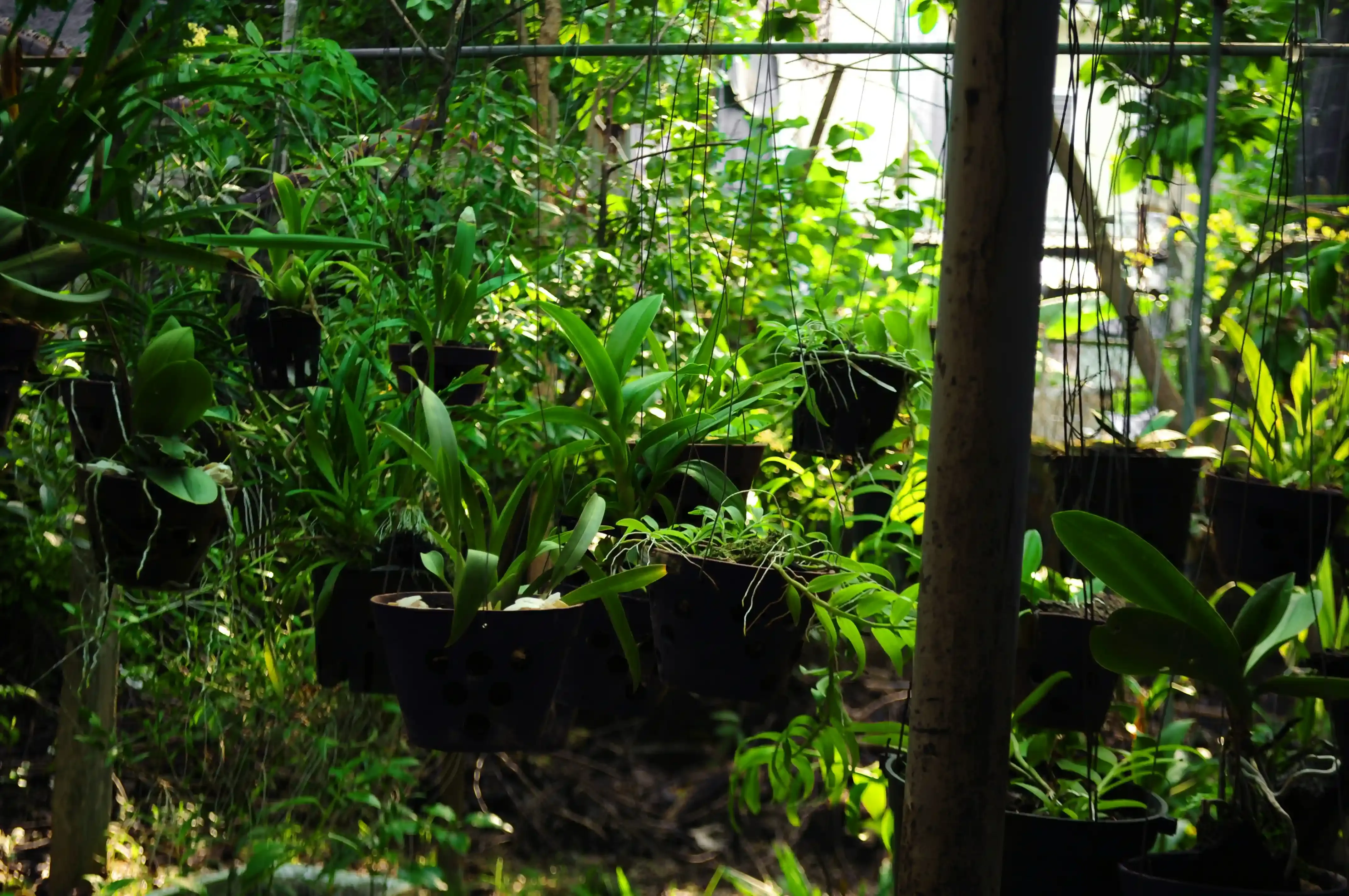 水耕栽培で育てる観葉植物：これで枯らさない！日々の管理とコツ