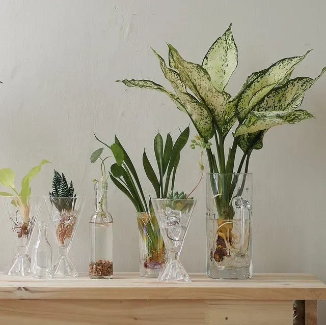 水耕栽培で育てる観葉植物：準備するものと超基本の始め方