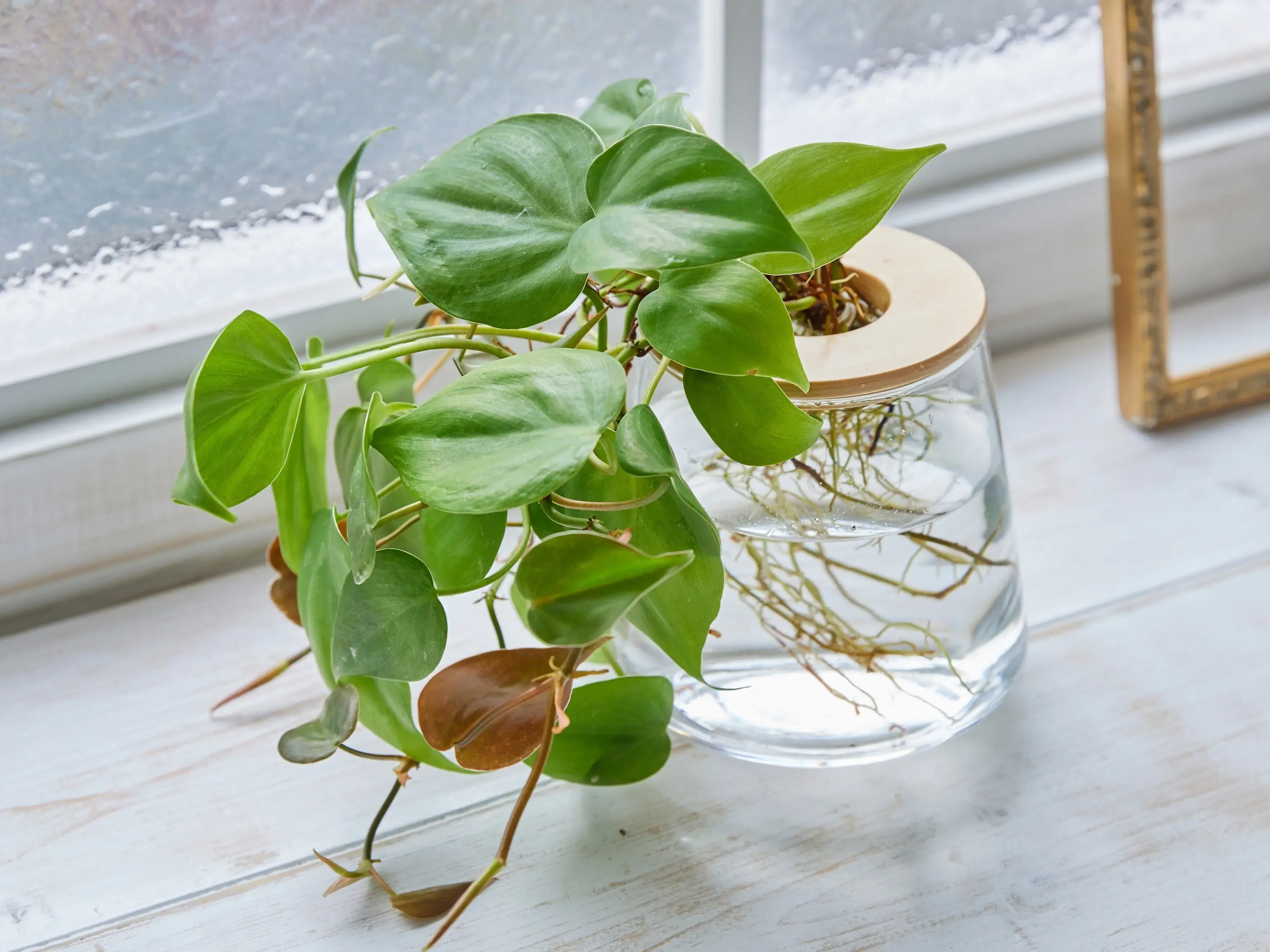 水耕栽培で育てる観葉植物：驚くほど簡単！初心者でも絶対に失敗しない育て方ガイド