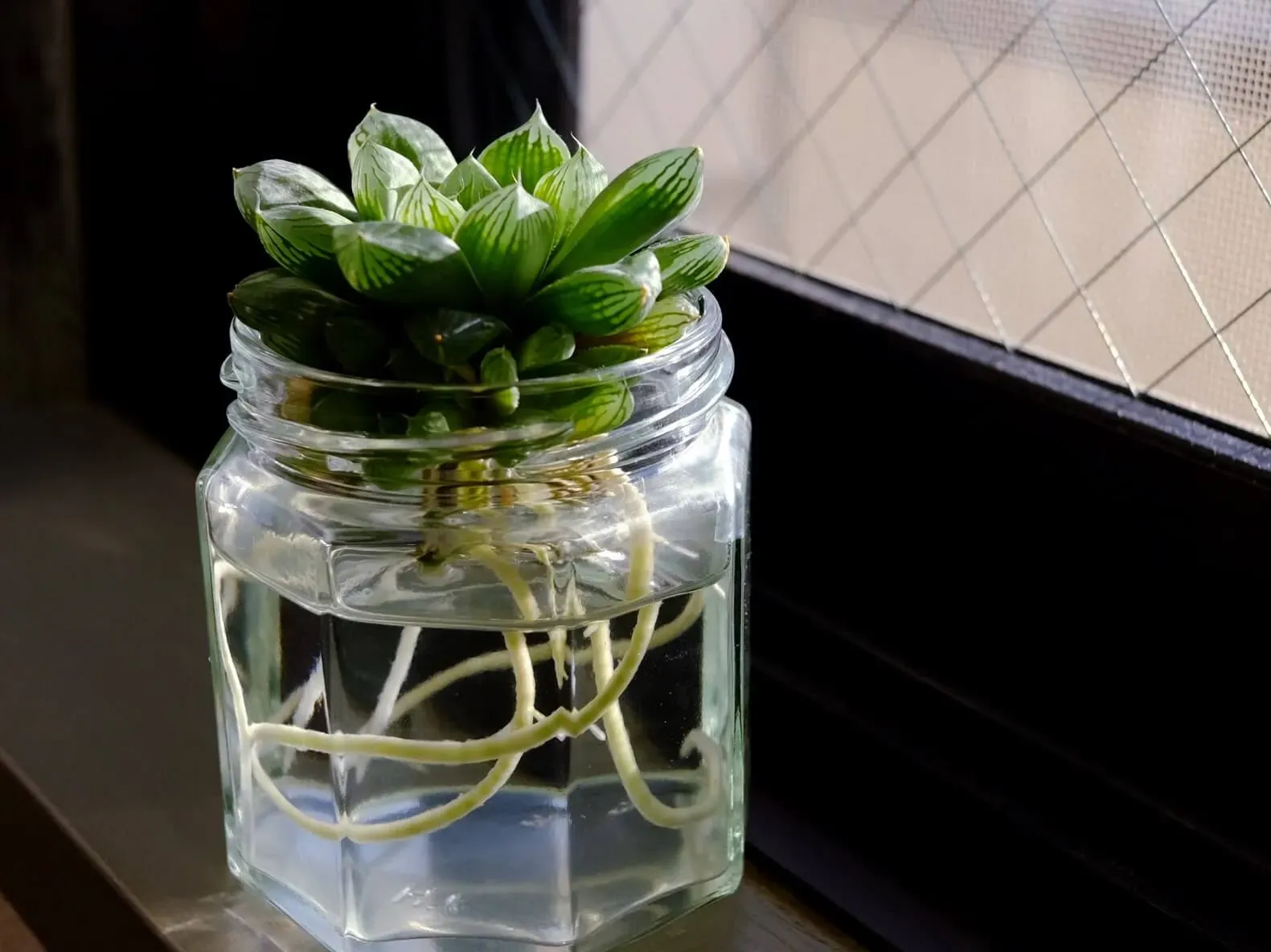 水耕栽培で観葉植物をもっと楽しむアイデア集