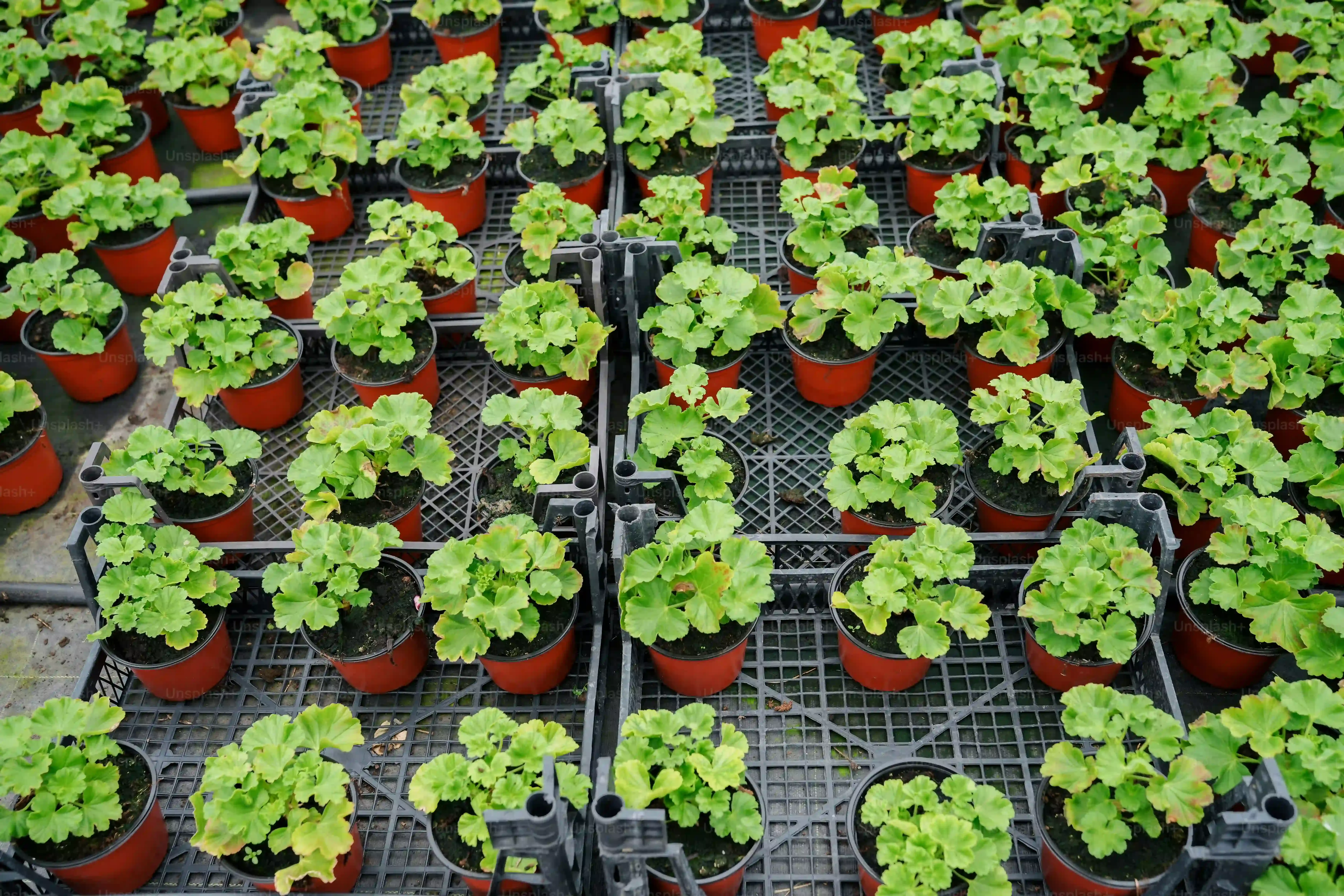 水耕栽培で観葉植物を始める理由って？土なしグリーンの魅力