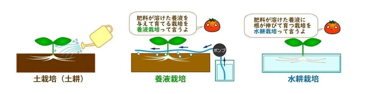 水耕栽培と土耕栽培のメリット・デメリットを徹底比較