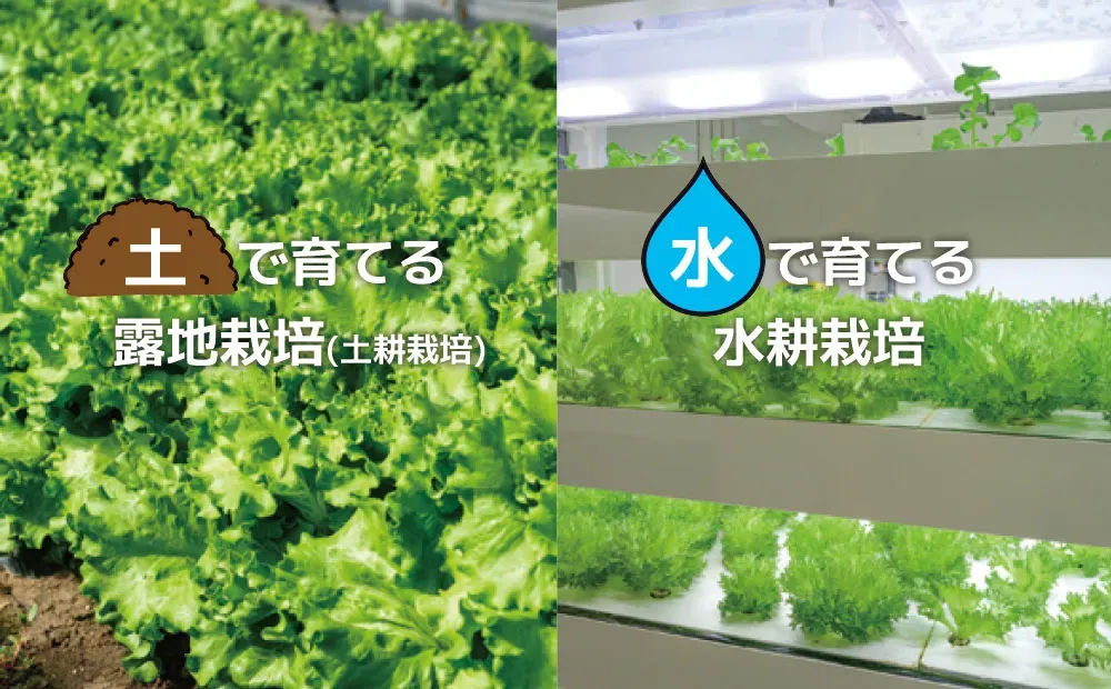 水耕栽培と有機栽培の違い、基本的な特徴と栽培方法